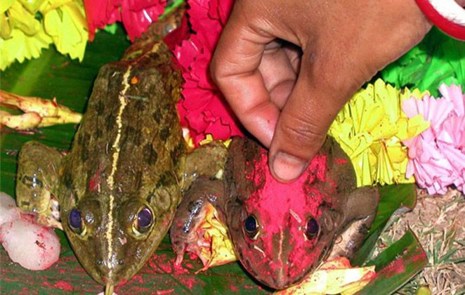 Animal Weddings in several Parts of India