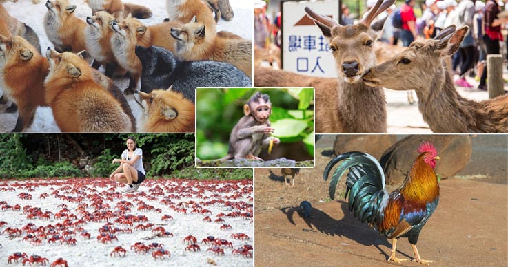 Destinations around the World Which are Taken Over by Animals