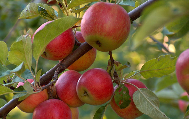 Apples and Apricots in Himachal Pradesh