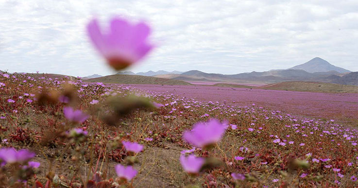 Atacama-Desert-3