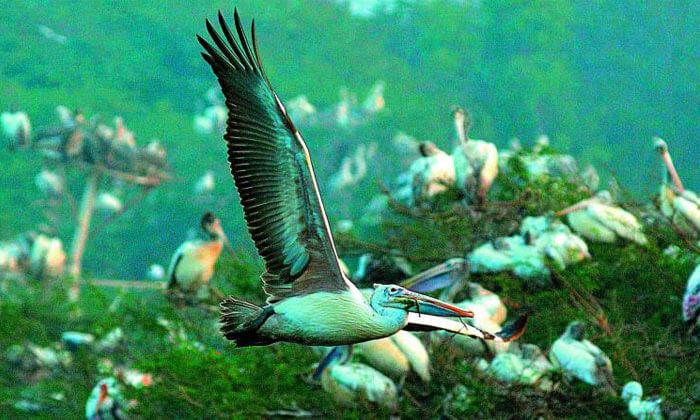 Atapaka Bird Sanctuary, Andhra Pradesh