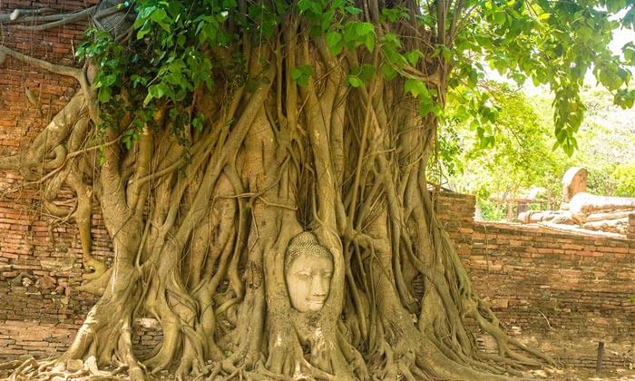 Ayutthaya Buddha Head