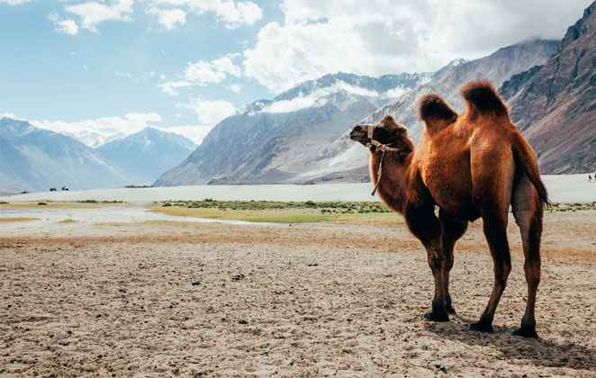 Ladakh is a Cold Desert with Wild Bactrian Camels