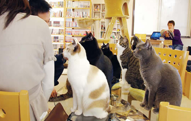 Cat Café Nekorobi Japan