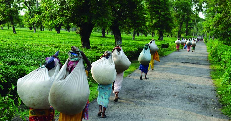 Cooch Behar Tea Estate in West Bengal