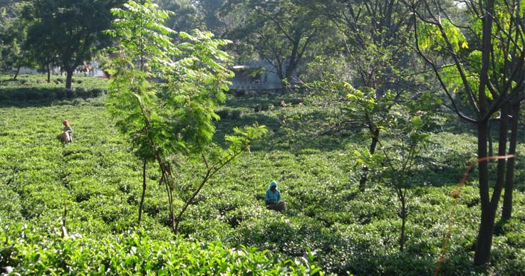 Darang Tea Estate in Himachal Pradesh