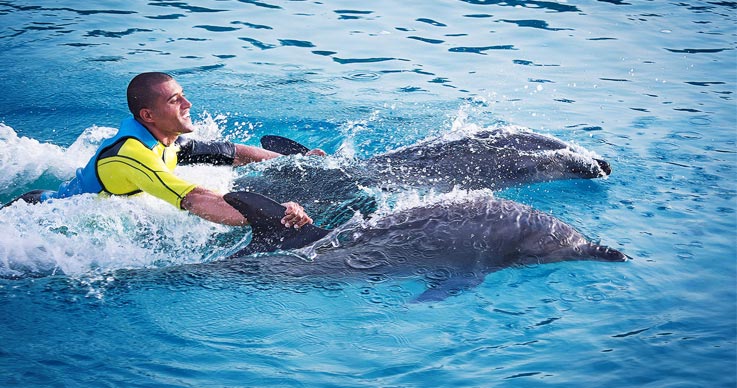 Sky Diving and Swim with Dolphins