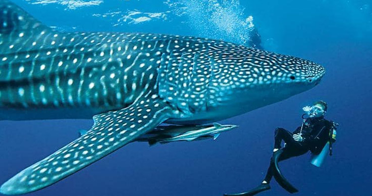 Dwelling of Whale Sharks