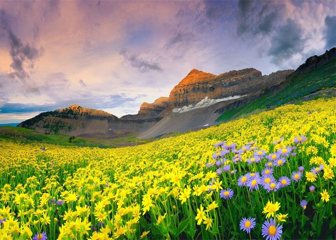Valley of Flowers National Park, India