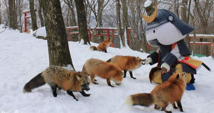 Japan’s Fox Village is the Ultimate Heart-warming Thing in the World