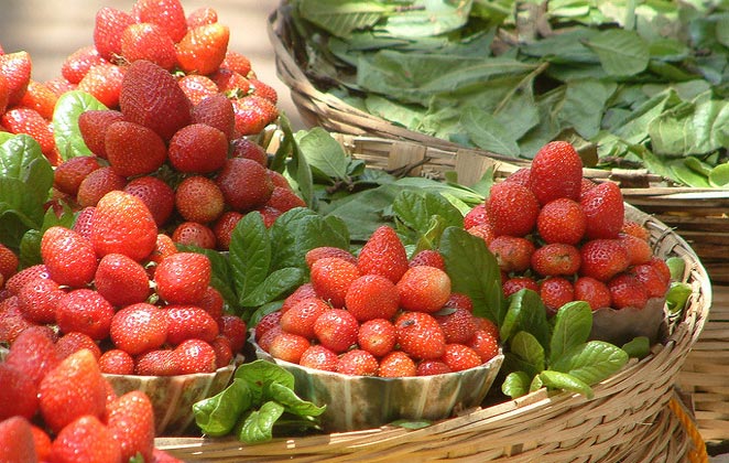Fruit Picking Holidays Across India