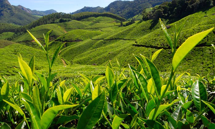 Tea Gardens of Kerala