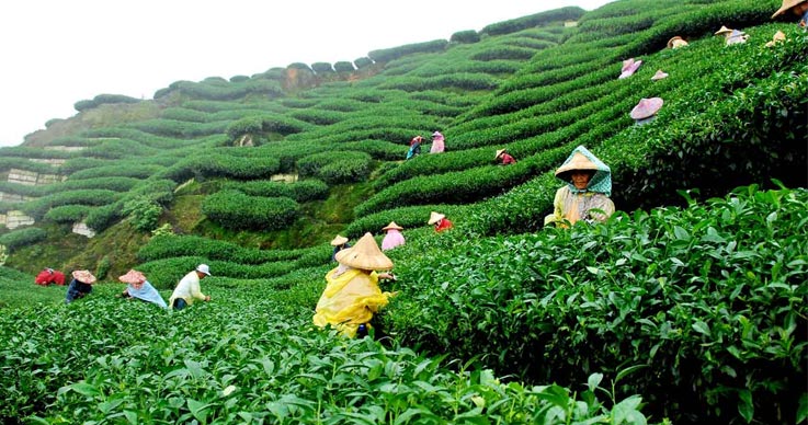 Gatoonga Tea Estate in Assam
