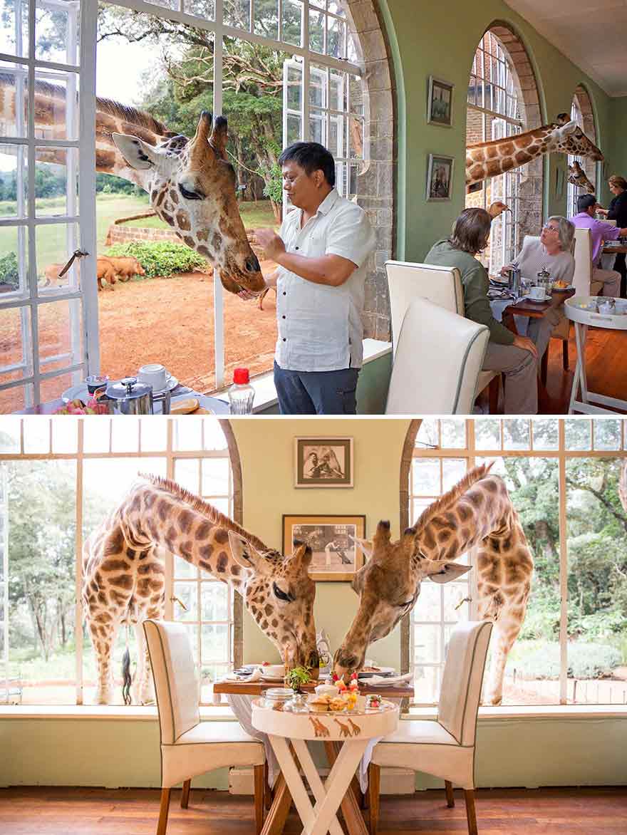 Giraffe Manor Langata Kenya- Share Breakfast With A Giraffe
