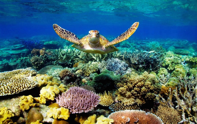 The Great Barrier Reef in Australia