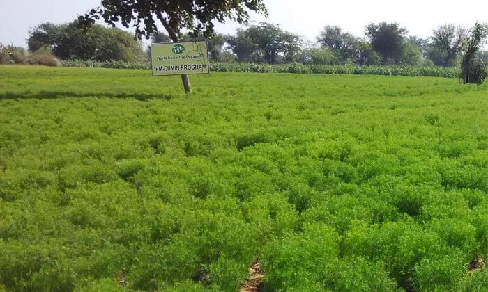 Dense Green Pastures