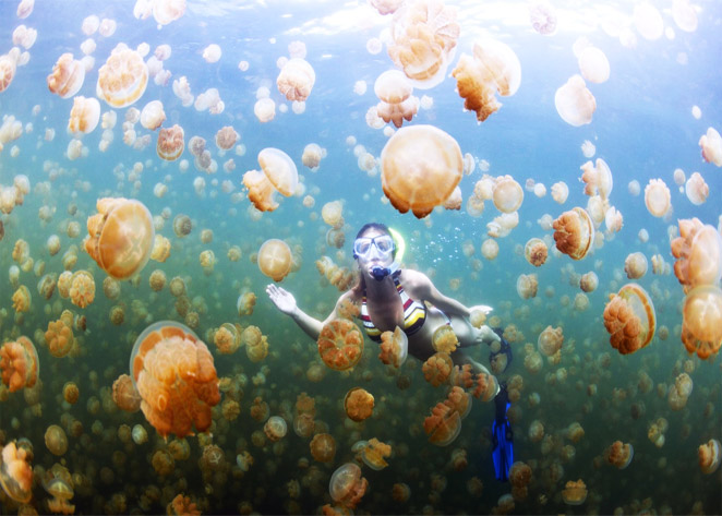 Jellyfish Lake in Palau, Micronesia