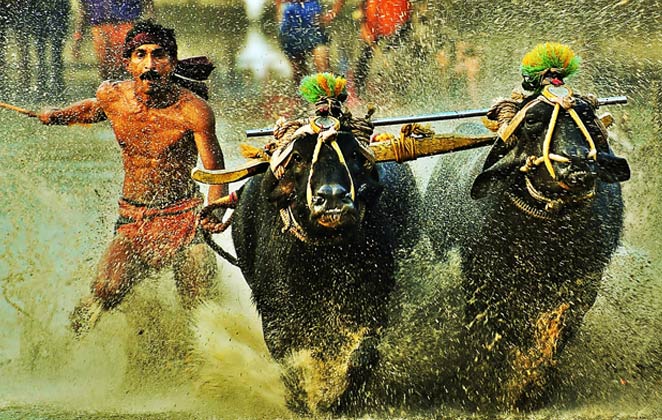 Kambala Buffalo Race