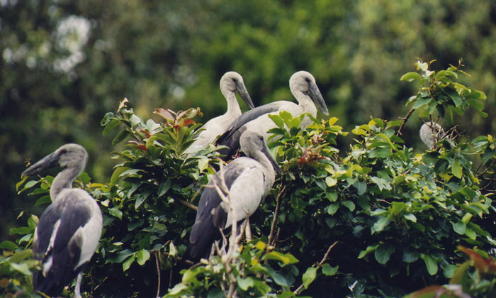 Karnala Bird Sanctuary in Maharashtra
