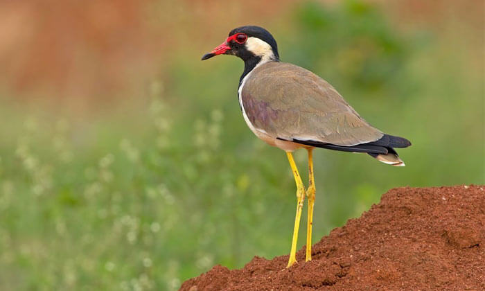Kaundinya Bird Sanctuary in Andhra Pradesh