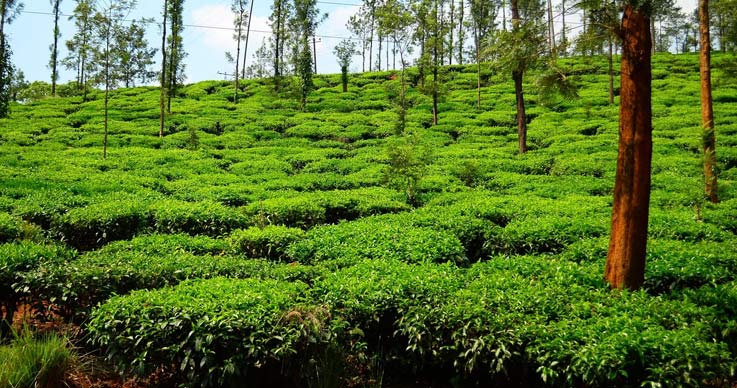 Kelagur Tea Estate in Karnataka
