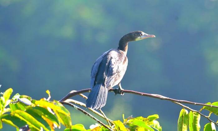 Kumarakom Bird Sanctuary in Kerala