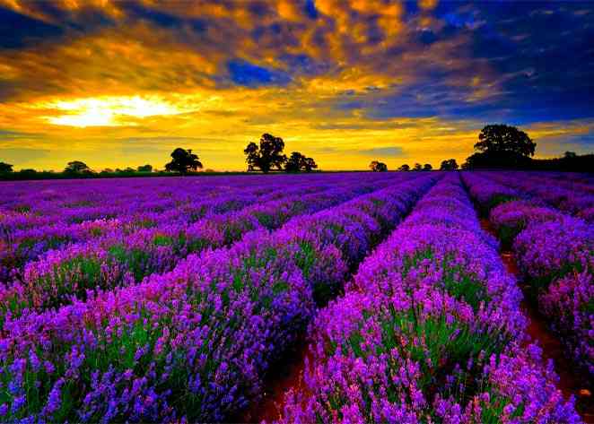 Lavender Fields in UK & France