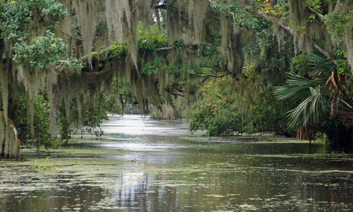 Louisiana bayous, USA