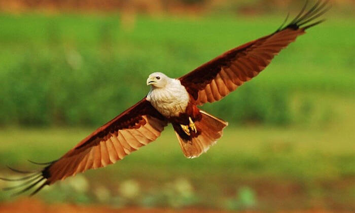 Mangalavanam Bird Sanctuary in Kerala