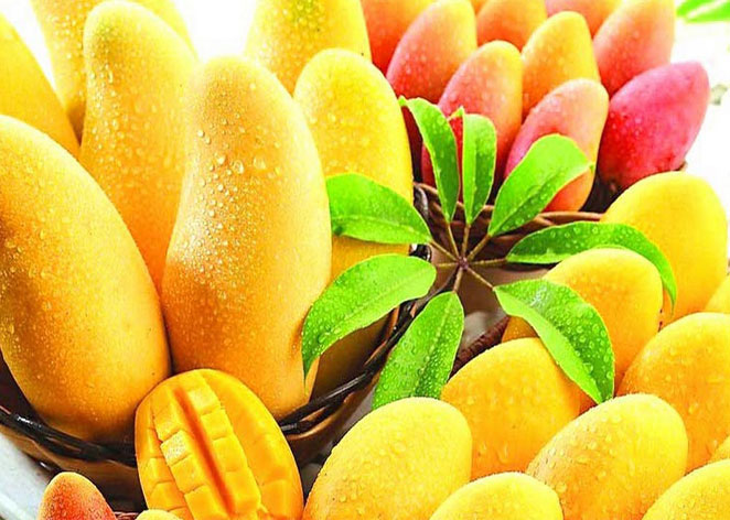 When and Where is This Mango Festival?