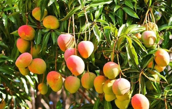 Mangoes in Maharashtra and Uttar Pradesh