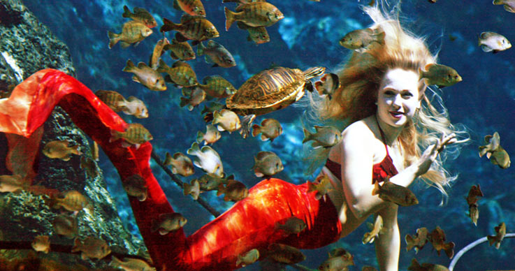 Love Mermaids? Encounter Live Mermaids in This City of Florida