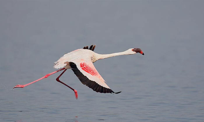 Nal Sarovar Bird Sanctuary in Gujarat