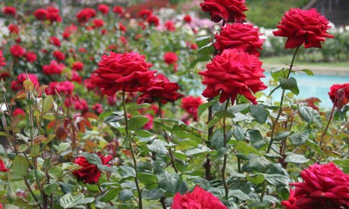 National Rose Garden, Delhi