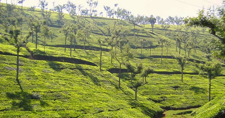 Nilgiri Tea Plantations in Tamil Nadu