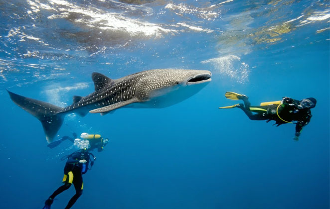Swim With Whale Sharks in Ningaloo Reef