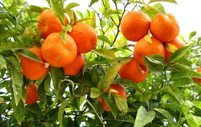 Oranges in Punjab and Maharashtra