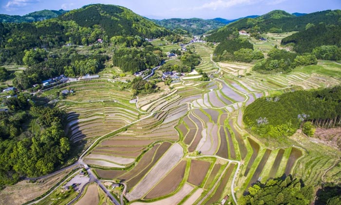 Oyama Senmaida, Chiba