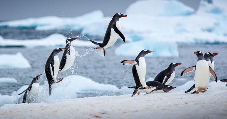 First Indian Cruise to Antarctica-5