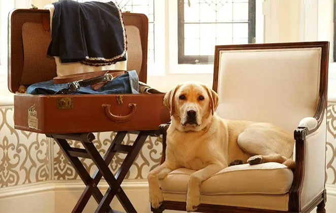 Best 5 Pet Friendly Resorts in India where you can Take your Pooches Along