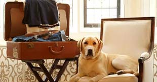 Pet Friendly Resorts in India