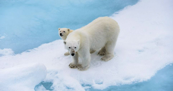 Polar Bear Bay-2