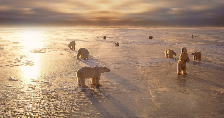 Polar Bear Bay