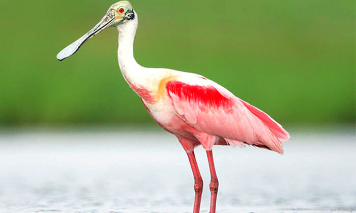 Porbandar Bird Sanctuary in Gujarat