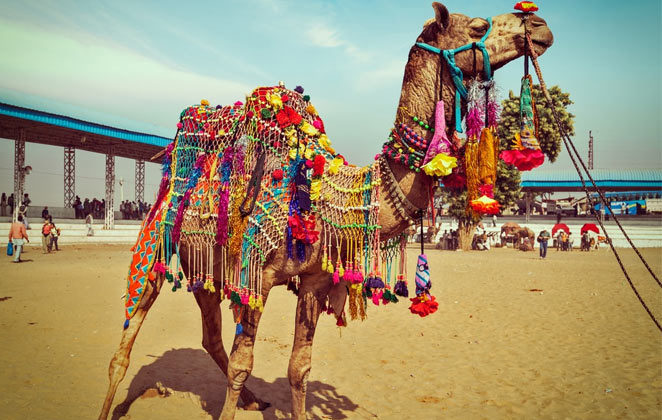 Pushkar during the camel Fair
