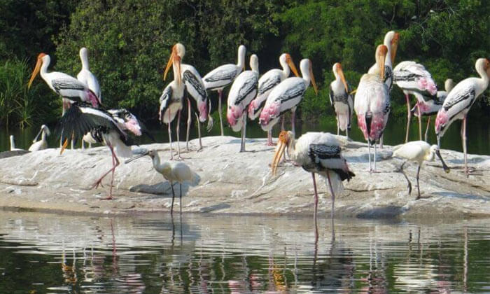 Ranganthittu Bird Sanctuary in Karnataka