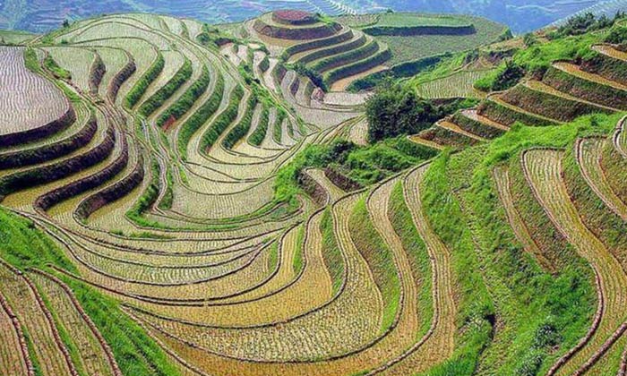 Rice Terraces in Nepal