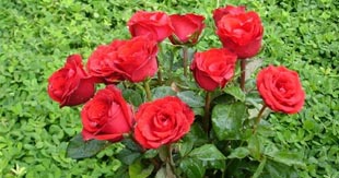Rose Gardens of India
