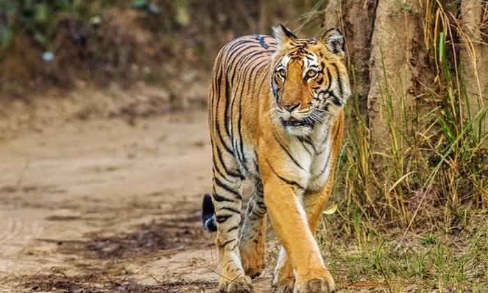 Sariska National Park