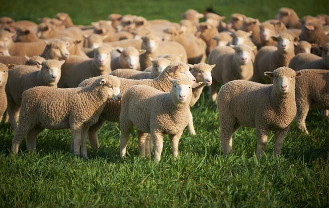 Less People and more Sheep in Australia